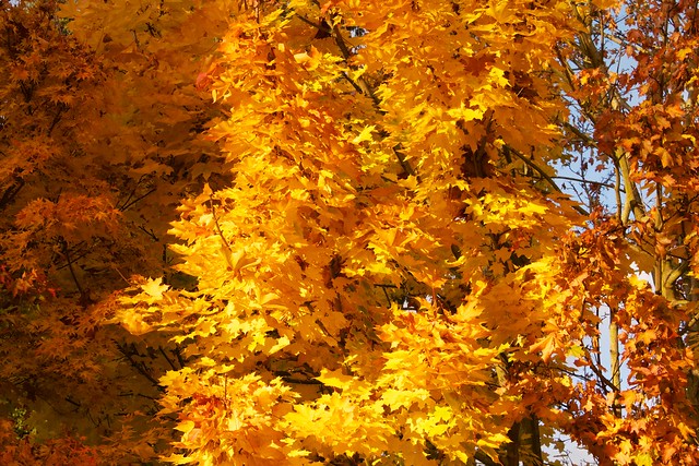 Orange and Yellow Leaves