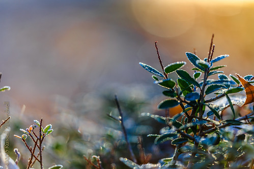 macro leaves closeup sunrise canon dawn backyard frost texas unitedstates outdoor sigma bluehour lumberton bmttx ifttt