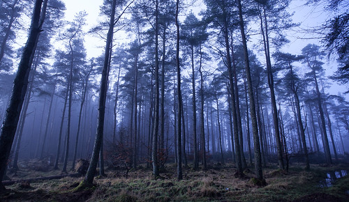 blue trees green nature woodland scotland woods 2014 orangecapri