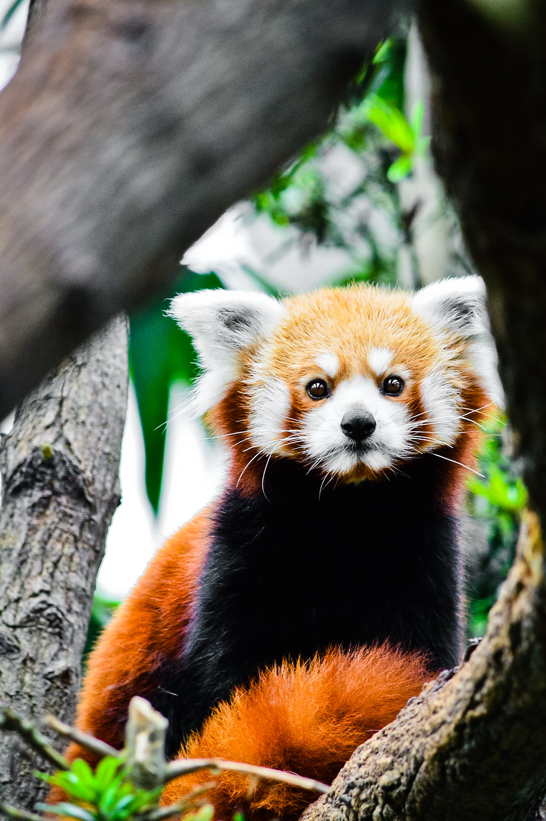 Singapore River Safari Red Panda