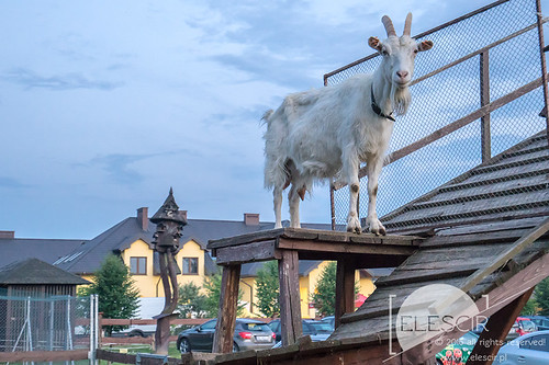 nature animal outside funny sony goat a7rm2 ilce7rm2