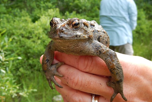 nationalforest toad heartlake forestservice northernregion scapegoatwilderness helenanationalforest kidsinthewoods amphibianmonitoring youthforestmonitoringprogram