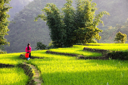 Vietnam - rice fields in Sapa