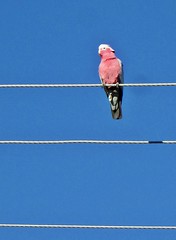 Mullaloo - Pink Galah on the Wire