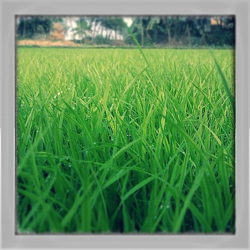 square squareformat iphoneography instagramapp uploaded:by=instagram foursquare:venue=52a3b7d3498eddce8b8f14e5