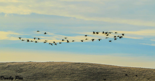 park county lake bird geese wildlife sonoma canadian lane cannon petaluma regional tolay {vision}:{sky}=099 {vision}:{ocean}=0906 {vision}:{sunset}=0873 {vision}:{clouds}=099 {vision}:{beach}=0686 {vision}:{outdoor}=0885 {vision}:{mountain}=0533 {vision}:{car}=0615