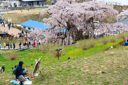 japan 桜 cherryblossom 日本 fukushima 福島 miharu 三春