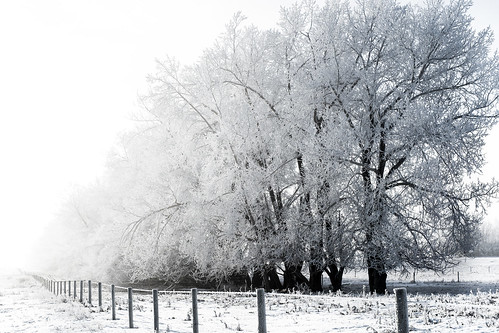 trees winter snow canada cold ice fog fence frozen frost crystals hoarfrost freezing frosty alberta freeze prairie canopy olds icecrystals sublimation hoar jackfrost poplartrees pruina cans2s oldsalberta radiationfrost