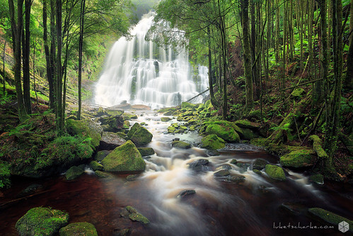 light green water forest river waterfall movement australia nelson tasmania queenstown nelsonfalls