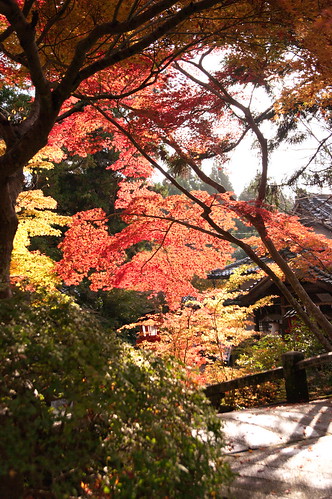 【写真】2012 紅葉 : 鍬山神社/2021-12-10/IMGP5860