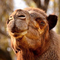 Friendly Camel