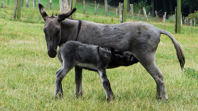 donkey-baby-1