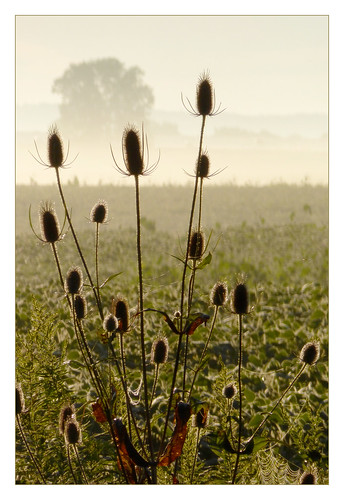 mist newyork field sunrise farm thistle prozak soybean happyplace honeoyefalls timothyvogel