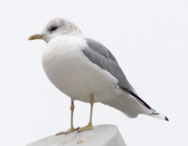 Photograph titled 'Common Gull'