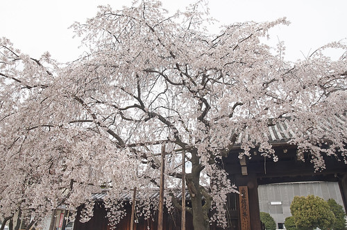 【写真】2014 桜 : 妙覚寺/2021-01-05/IMGP5674