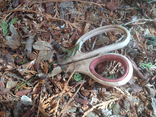 Found in the Yard: An Old Pair of Scissors
