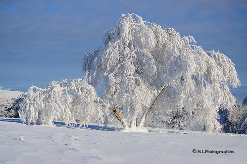 france soleil nikon lumière hiver neige paysage arbre auvergne supeyres livolsi d7000 valcivières
