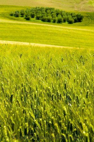 italy tree green spring europe afternoon wheat hill marche senigallia ancona nikkor70210mmf456af nikond7000
