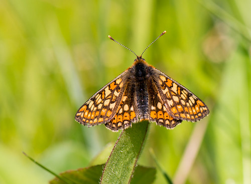 lincolnshire forestrycommission marshfritillary chambersfarmwood butterflyconservation
