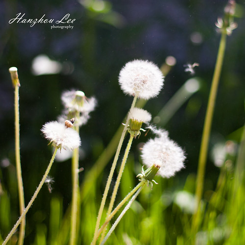 life plant flower color beautiful grass canon leaf still little blossom young foliage tiny bloom growing