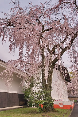 【写真】2013 桜 : 醍醐寺/2021-10-20/IMGP9042