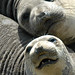 3rd Place - Fauna - Linda Martin - Elephant Seals