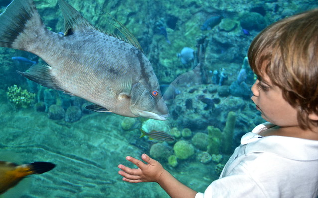 Sea World Orlando Florida - Fish Talk