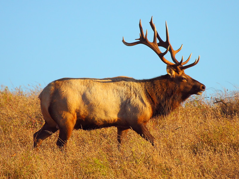 IMG_5078 Tule Elk