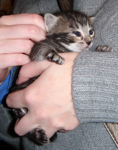 Grissom, gatito atigrado pardo tabby nacido en Marzo´14 en adopción. Valencia. ADOPTADO. 13390442494_d1457810d0
