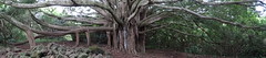 One HUGE banyan tree along the Pipiwai trail