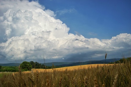 storm barley farm grain
