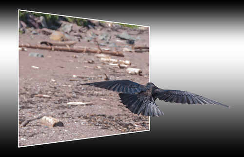 bird flying flight raven outofbounds oob