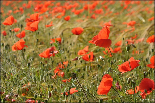 flowers nature fleurs landscape rouge nikon poppies paysage coquelicots d90 pavots