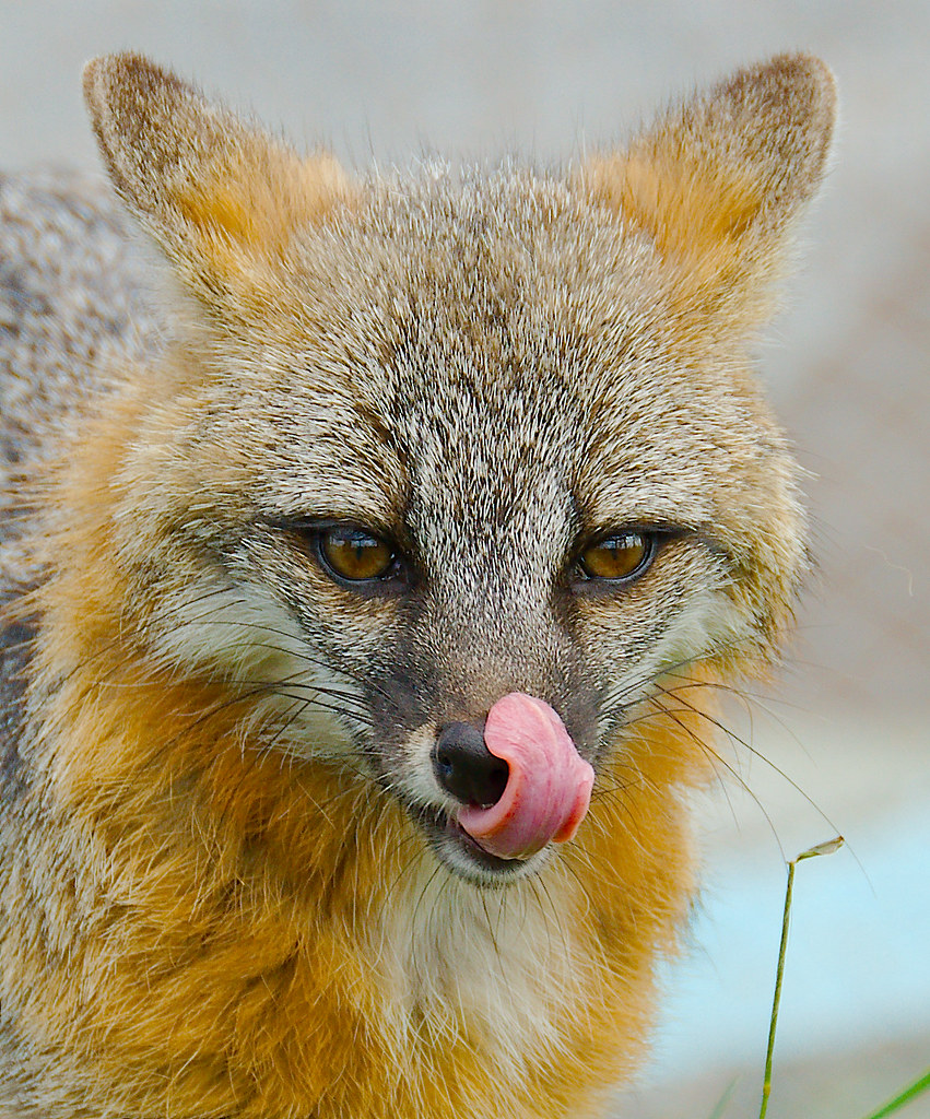 Grey Fox (Urocyon cinereoargenteus)_10