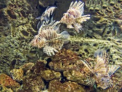 Georgia Aquarium-Atlanta