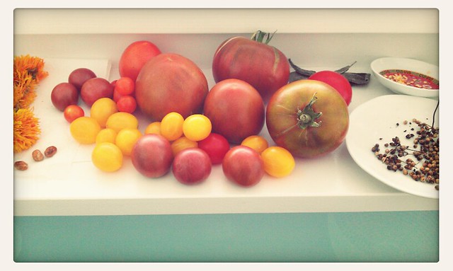 Tomatoes at Von Roll Areal