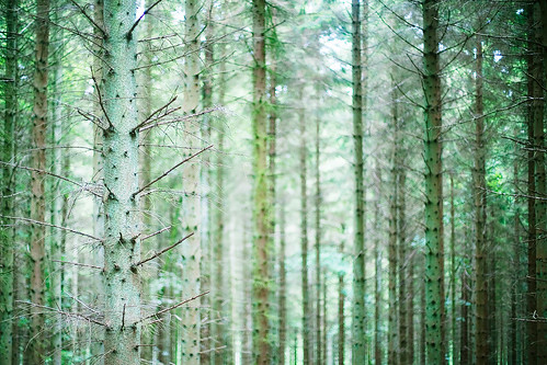 trees green forest
