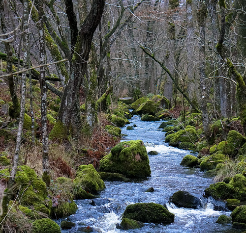 autumn forest nationalpark stream waterstream söderåsen