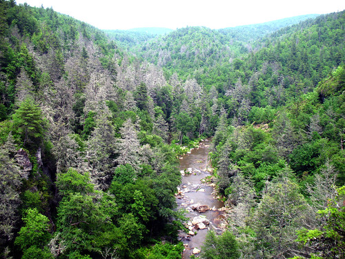 Gray ghosts are a common sight in the southern Appalachians. A hemlock woolly adegid infestation has killed many hemlock trees in the Linville Gorge area of Pisgah National Forest in North Carolina. (U.S. Forest Service/Steve Norman)