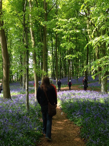 Bluebell Wood, Coton Manor