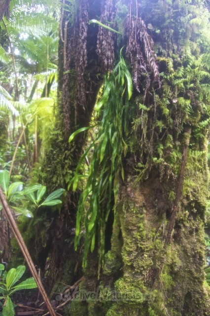 plants 0001 Ka-hau-a-Le'a tree fern trail, Hawaii, USA