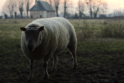 sheep rams moutons schafe bélier