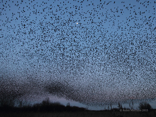 Inside a starling storm