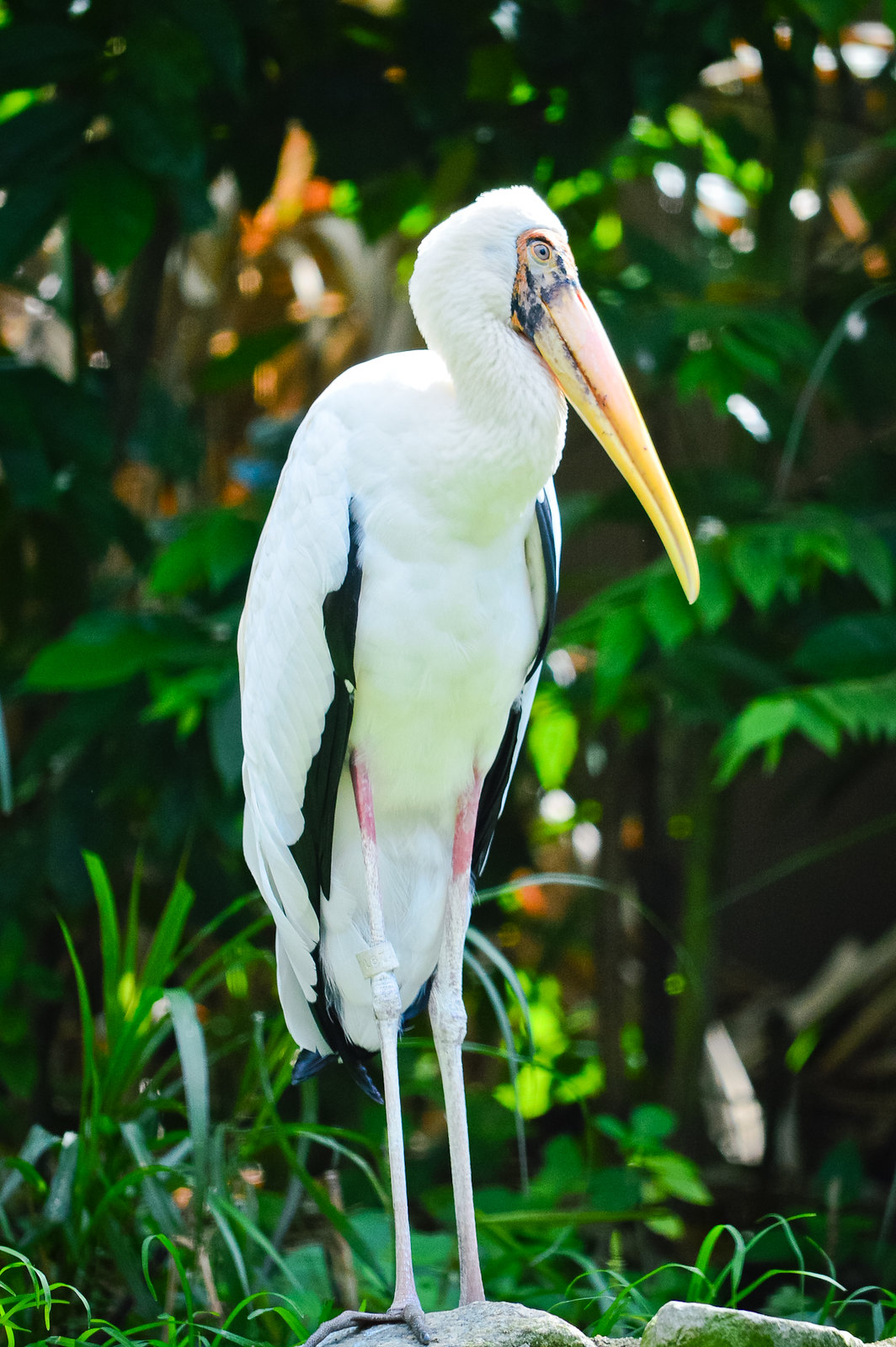 Singapore River Safari Lesser Adjutant Stork