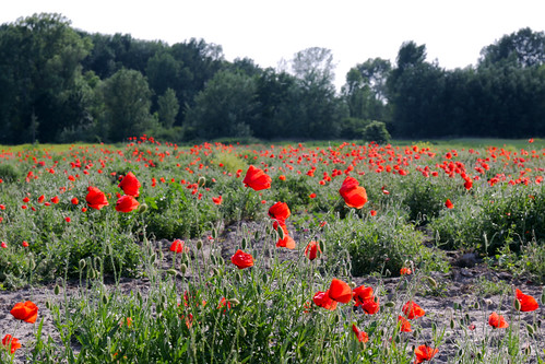 blue red sky flower color colour tree green nature beautiful field grass digital canon eos nice flora colorful hungary calm poppy ponceau 70d