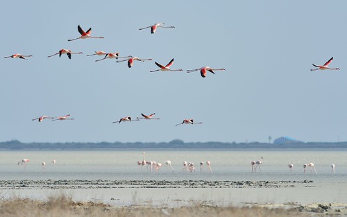 desktop birds animals landscape coast flamingo cyprus flamingos saltlake limassol featured southerncoast
