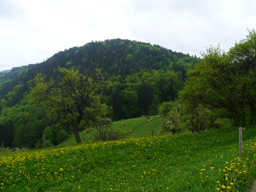 green spring weide cattle hill meadow wiese pasture grün niederösterreich frühling hügel rosental loweraustria rinder schrattenbach steurer stixenstein sierningtal gutensteineralpen gutenmann