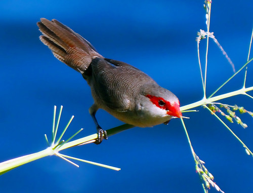 bird nature riodejaneiro colours branches details commonwaxbill bicodelacre