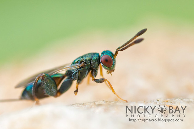 Mantis Parasitic Wasp (Podagrion sp.) - DSC_9604