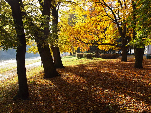 park morning autumn tree leaves yellow estonia tartu estland viro emajõgi estonie эстония εσθονία